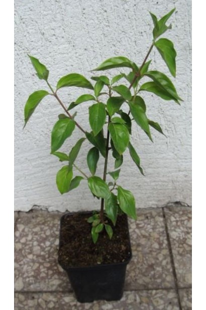 Кизил Кораловий рожевий - саджанець в контейнері 0,5 л